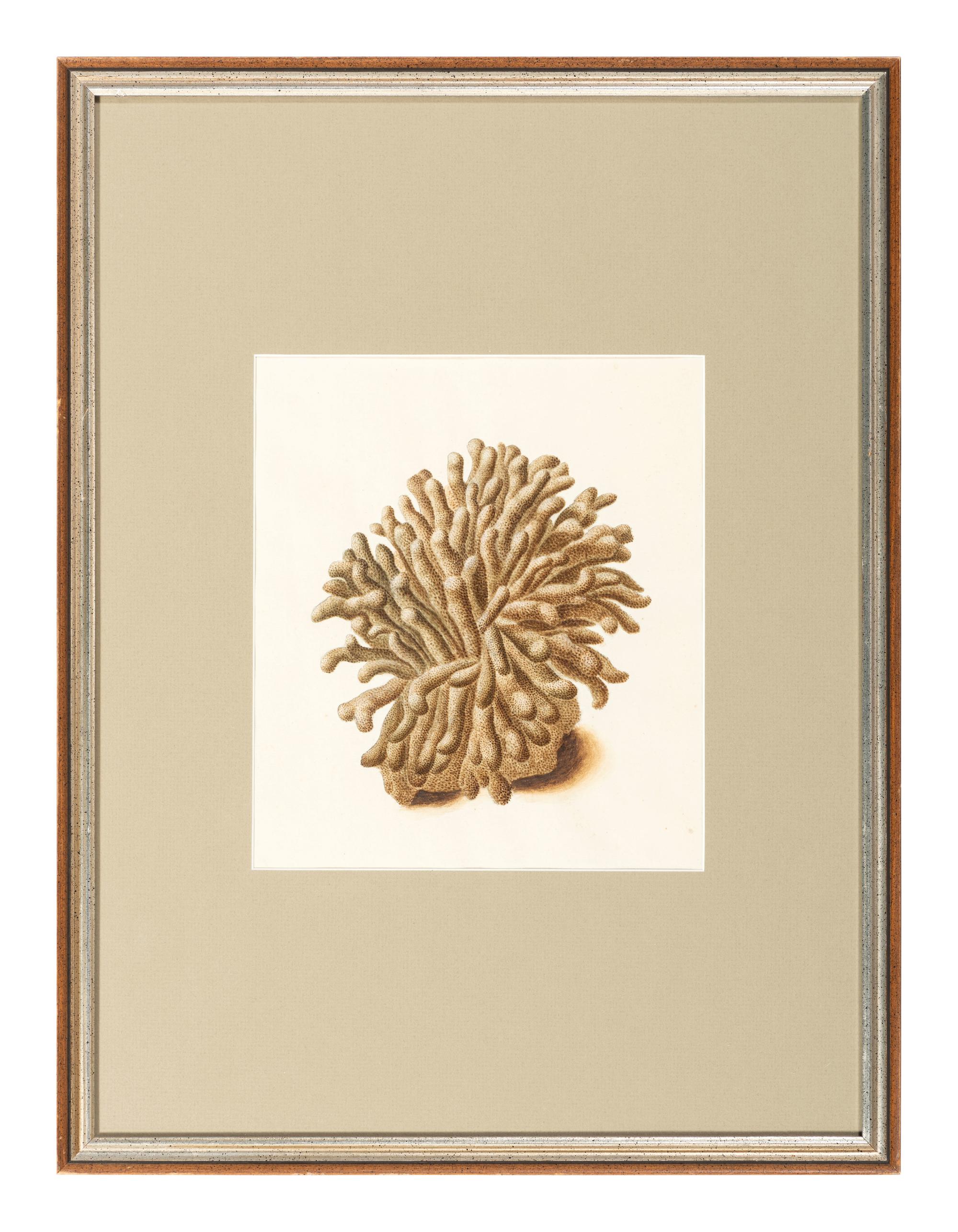 Six Hand-Colored Shell and Coral Engravings