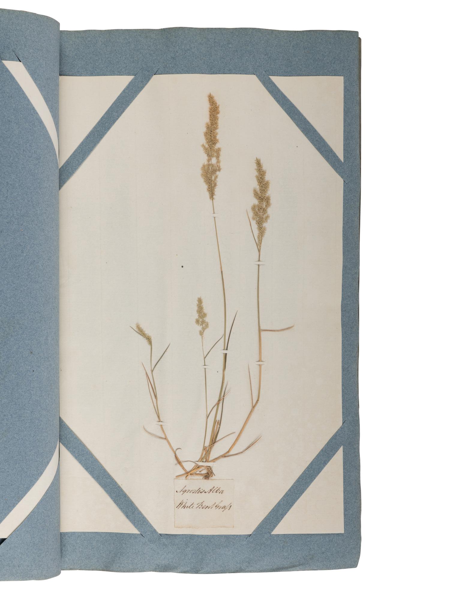 [NATURAL HISTORY - SPECIMEN ALBUMS]. CURTIS, William and William SALISBURY. Hortus siccus gramineus or, a collection of dried specimens of British grasses . Brompton: Botanic Garden, 1802.