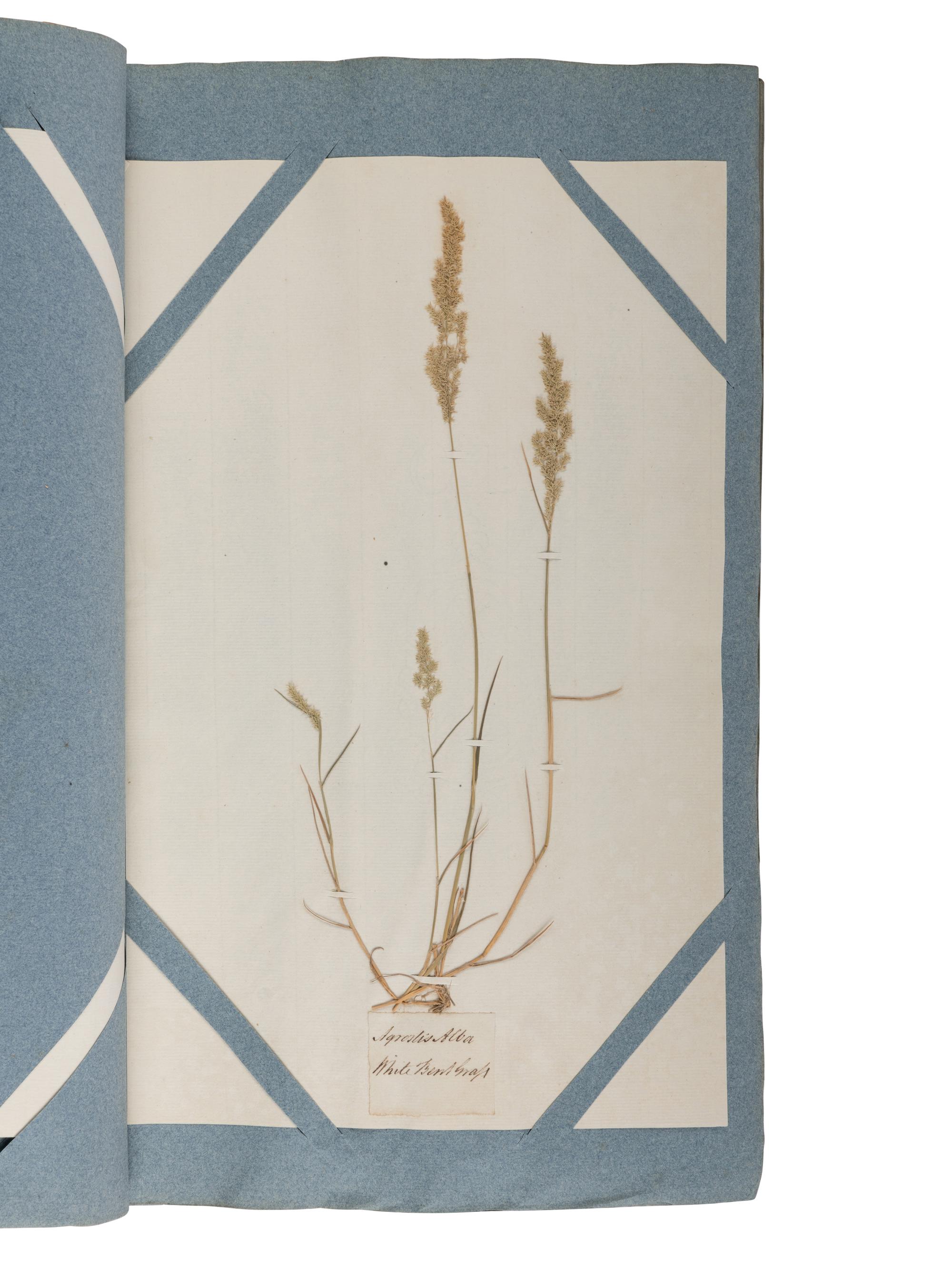 [NATURAL HISTORY - SPECIMEN ALBUMS]. CURTIS, William and William SALISBURY. Hortus siccus gramineus or, a collection of dried specimens of British grasses . Brompton: Botanic Garden, 1802.