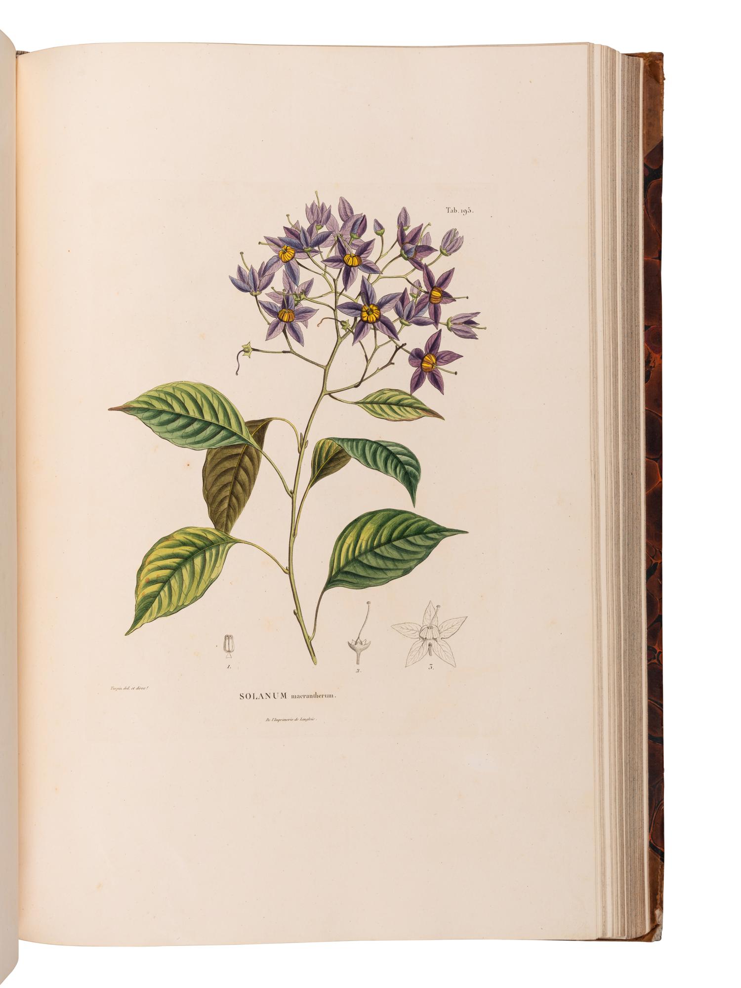 [EXPLORATION -- AMERICAS]. HUMBOLDT, Alexander von (1769-1859) and Aime J. A. BONPLAND (1773-1858). Voyage aus regions equinoctiales du nouveau continent . Part VI: Botanique. Nova genera et species plantarum... . Paris: Librairie Grecque-Latine-Allemande, 1818.