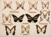 Three Framed Groups of Lepidopterological Specimens