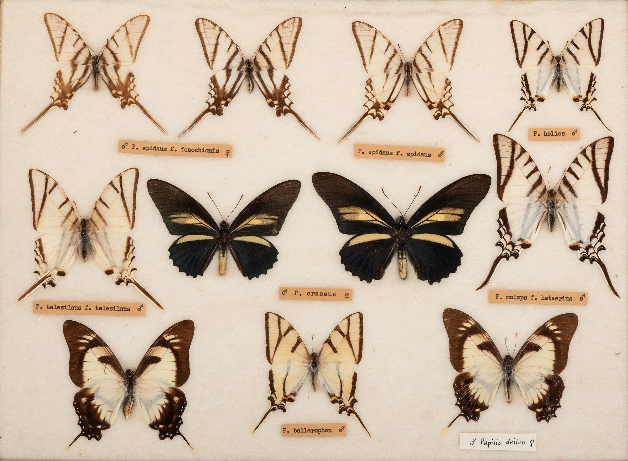 Three Framed Groups of Lepidopterological Specimens