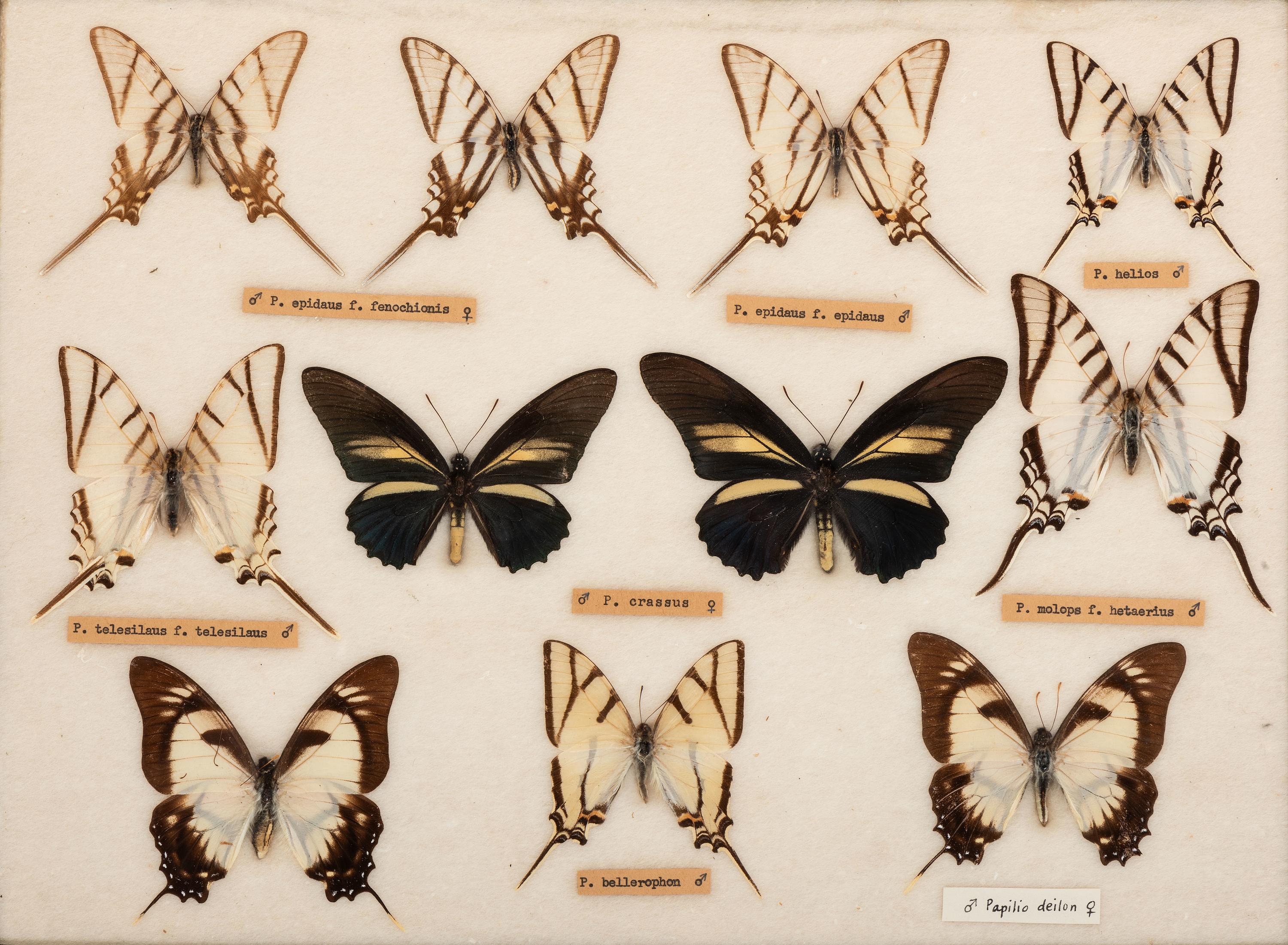 Three Framed Groups of Lepidopterological Specimens