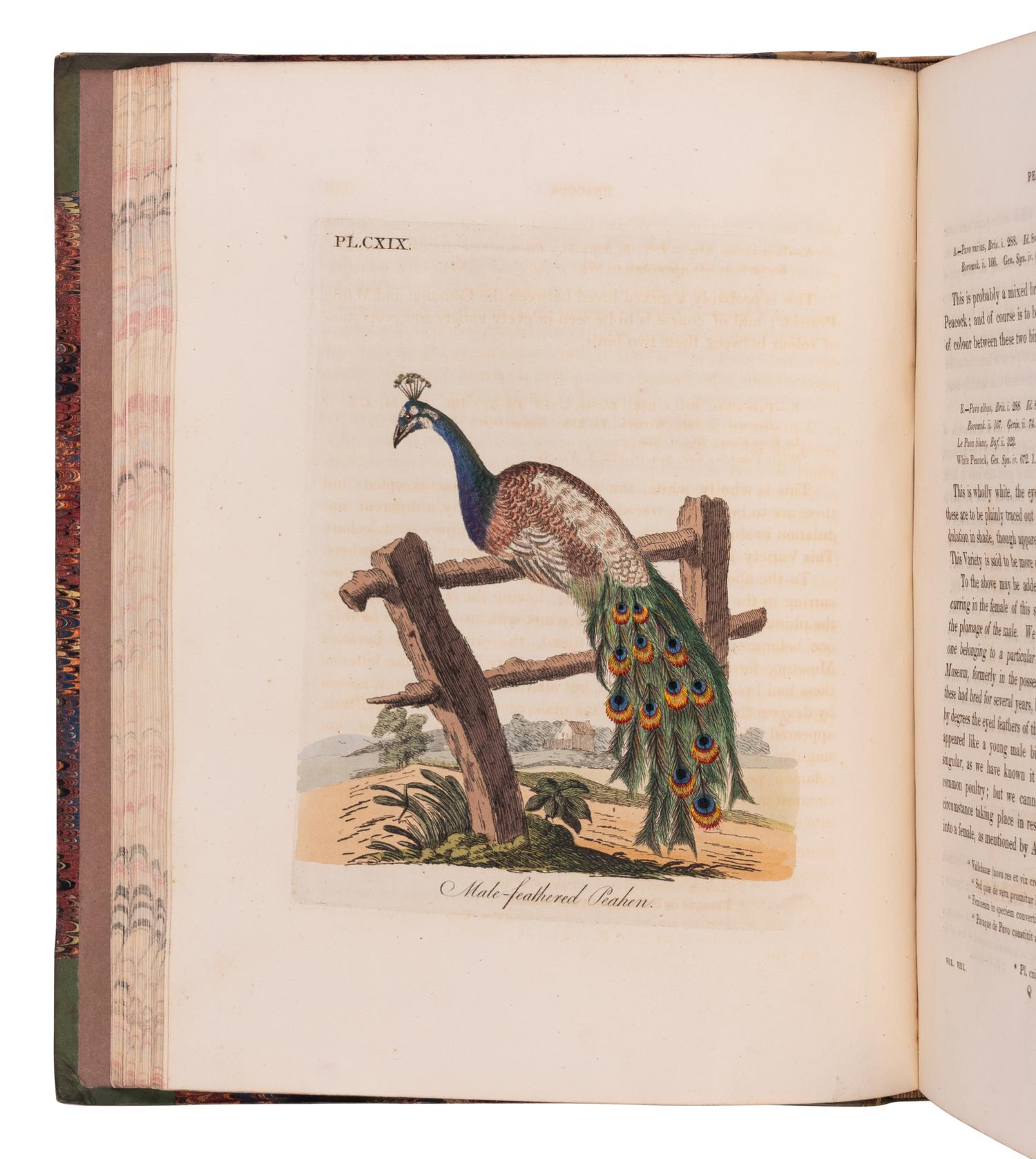 [NATURAL HISTORY]. LATHAM, John (1740-1837). A General History of Birds . Winchester: Jacob and Johnson for the author, 1821-1828.
