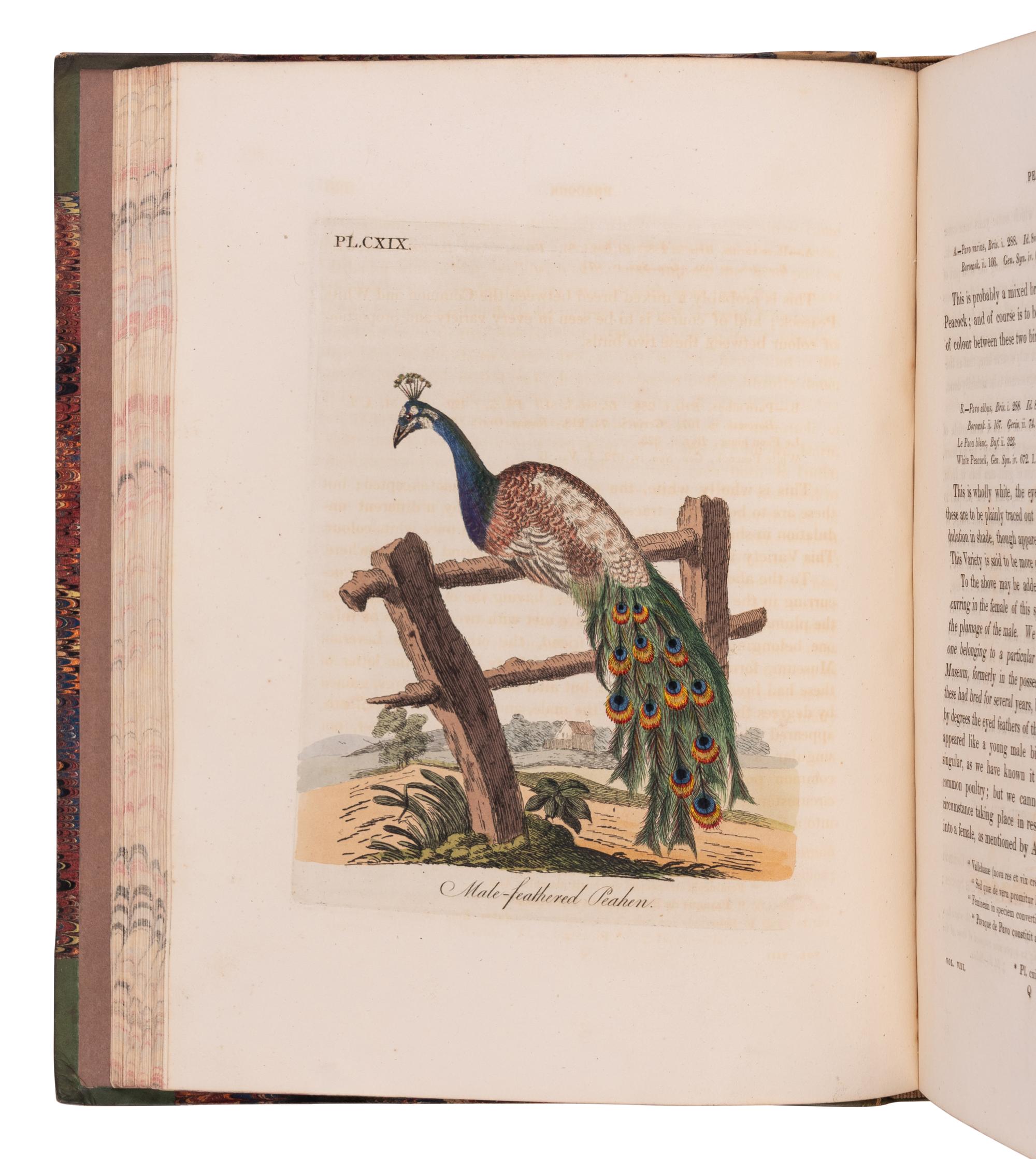 [NATURAL HISTORY]. LATHAM, John (1740-1837). A General History of Birds . Winchester: Jacob and Johnson for the author, 1821-1828.