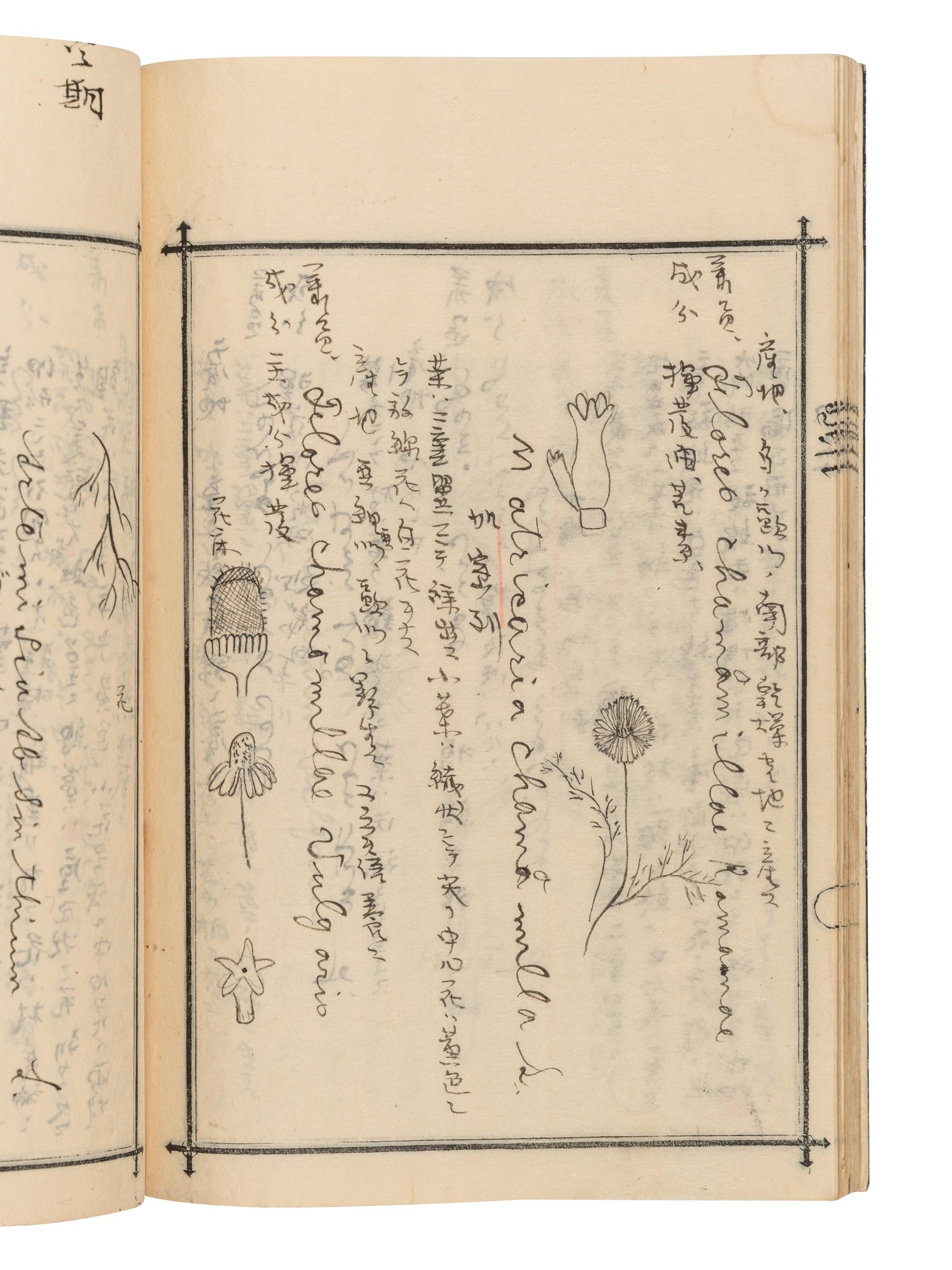 [MEDICINE -- MANUSCRIPT]. Collection of lecture notebooks from courses taken in anatomy, materia medica and other medical subjects at the Kyoto Imperial University. [Kyoto, 1900].