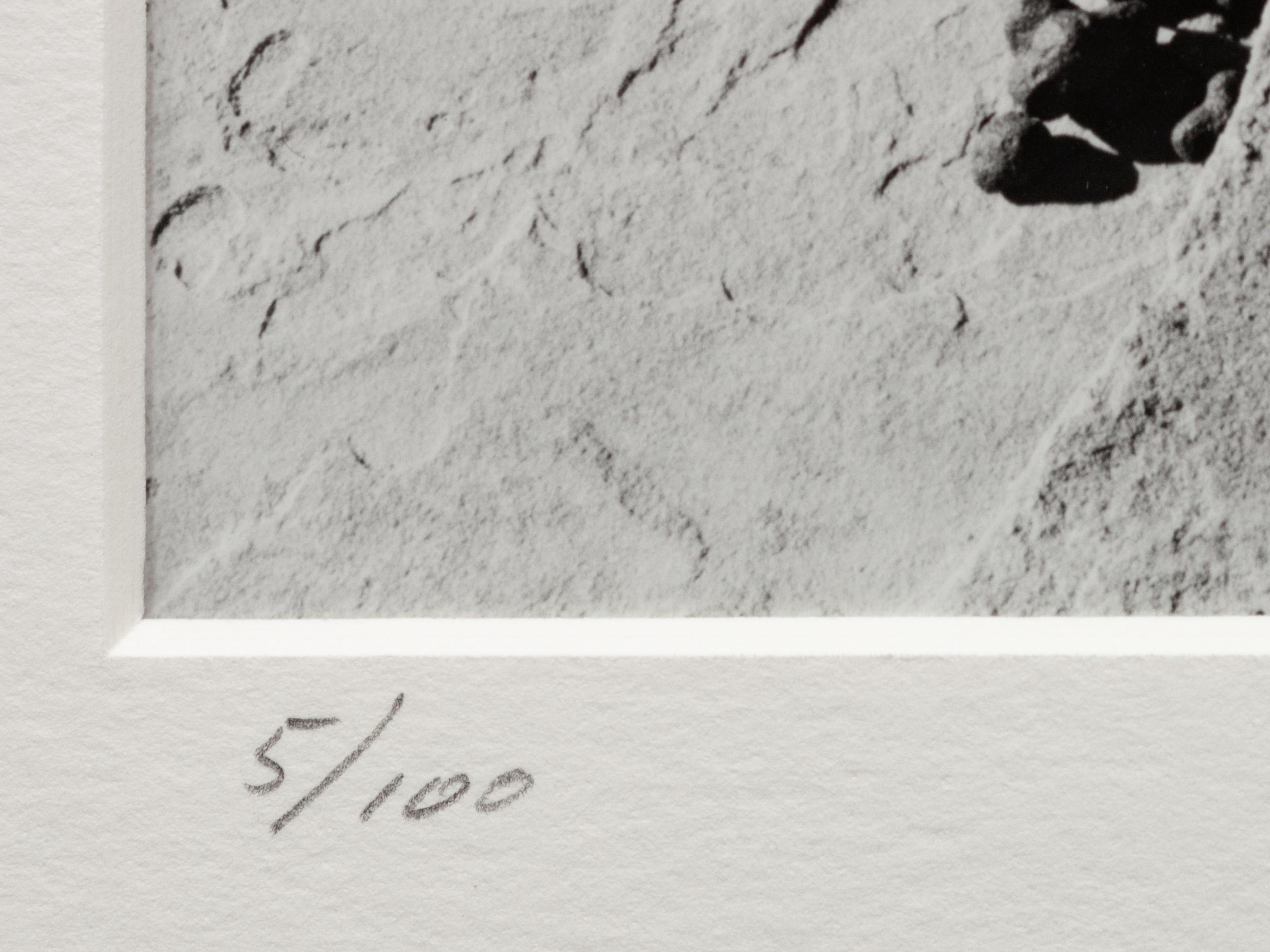 A group of four photographs ( Moqui Marbles, Arizona; Sumacs in Snow, North Conway, New Hampshire; Desert Trumpet in Snow, Utah; Untitled - Snow Covered Trees on Hillside )