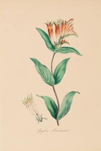 A Collection of Six English Botanical Engravings — 20TH CENTURY