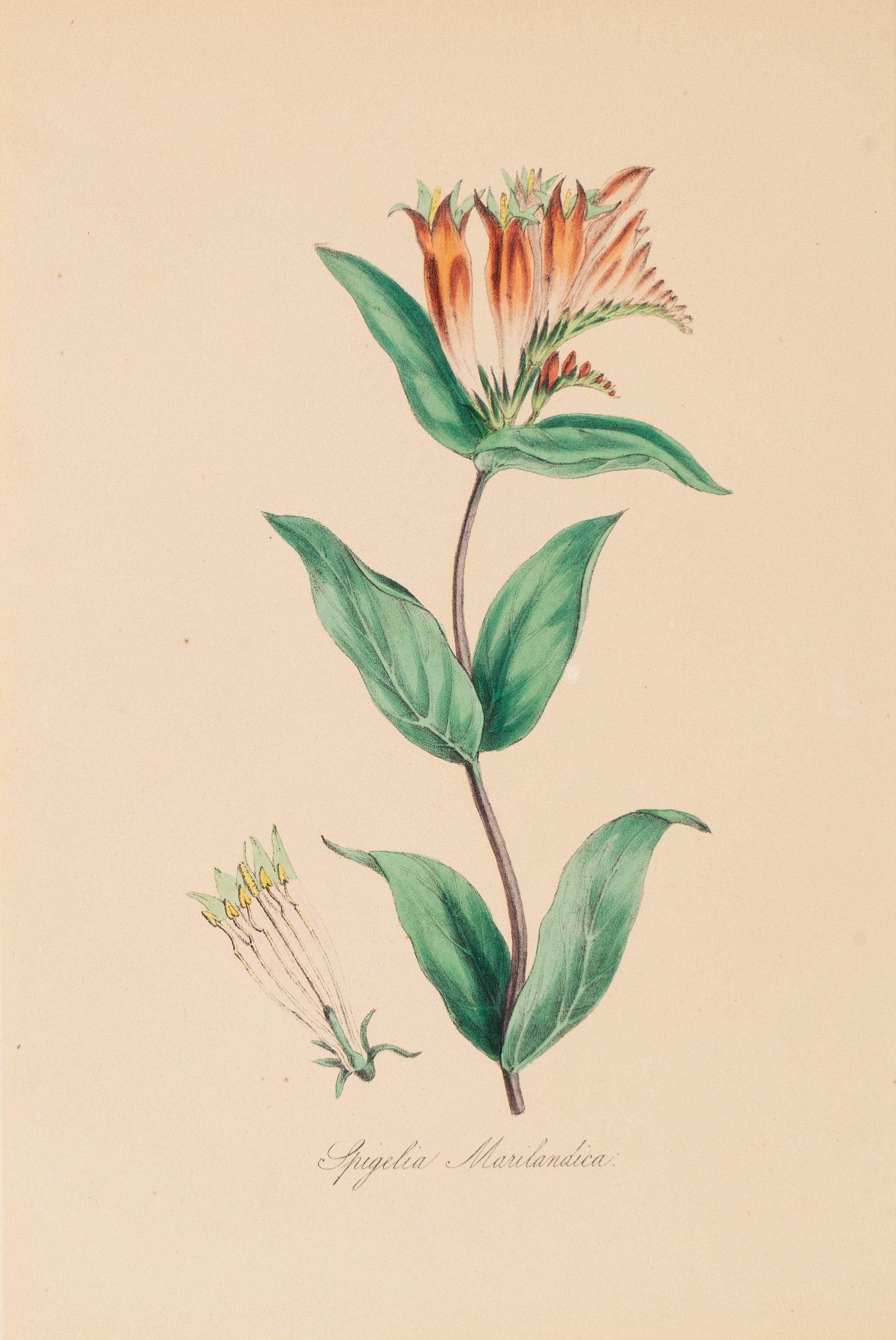 A Collection of Six English Botanical Engravings — 20TH CENTURY