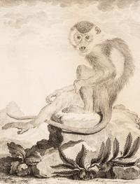 A Collection of Twelve Georges-Louis Leclerc Monkey Engravings from Histoire Naturelle