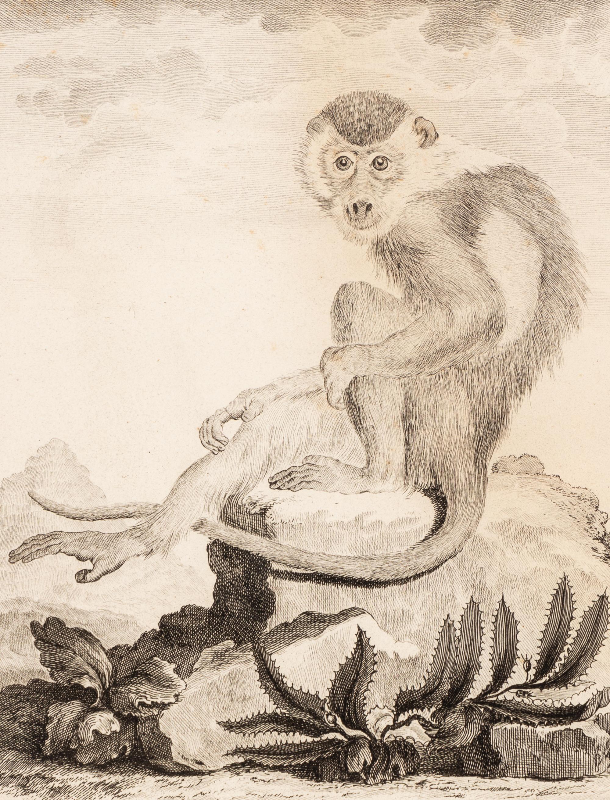A Collection of Twelve Georges-Louis Leclerc Monkey Engravings from Histoire Naturelle
