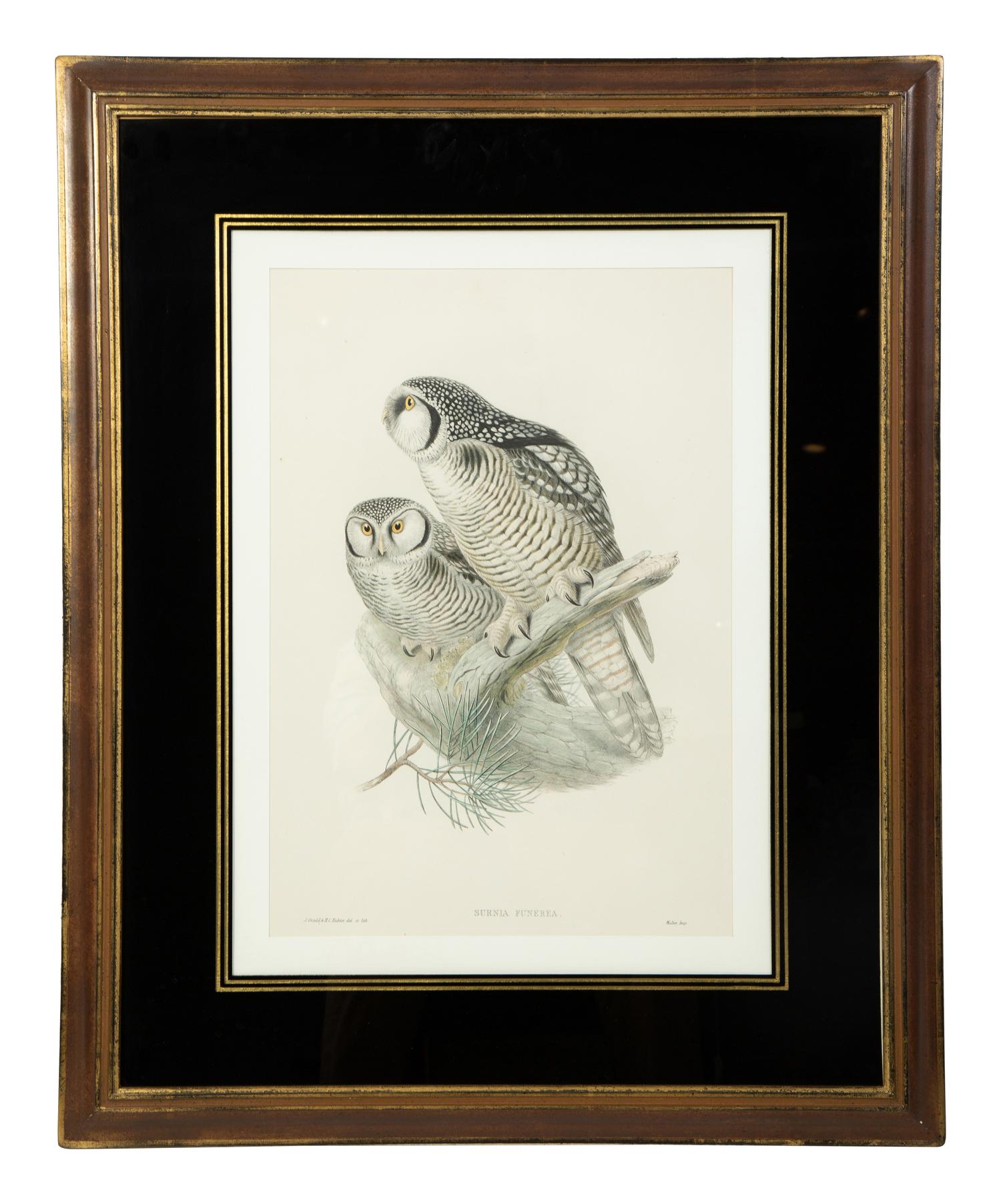 Four Ornithological prints from John Goulds Birds of Great Britain — 19TH CENTURY