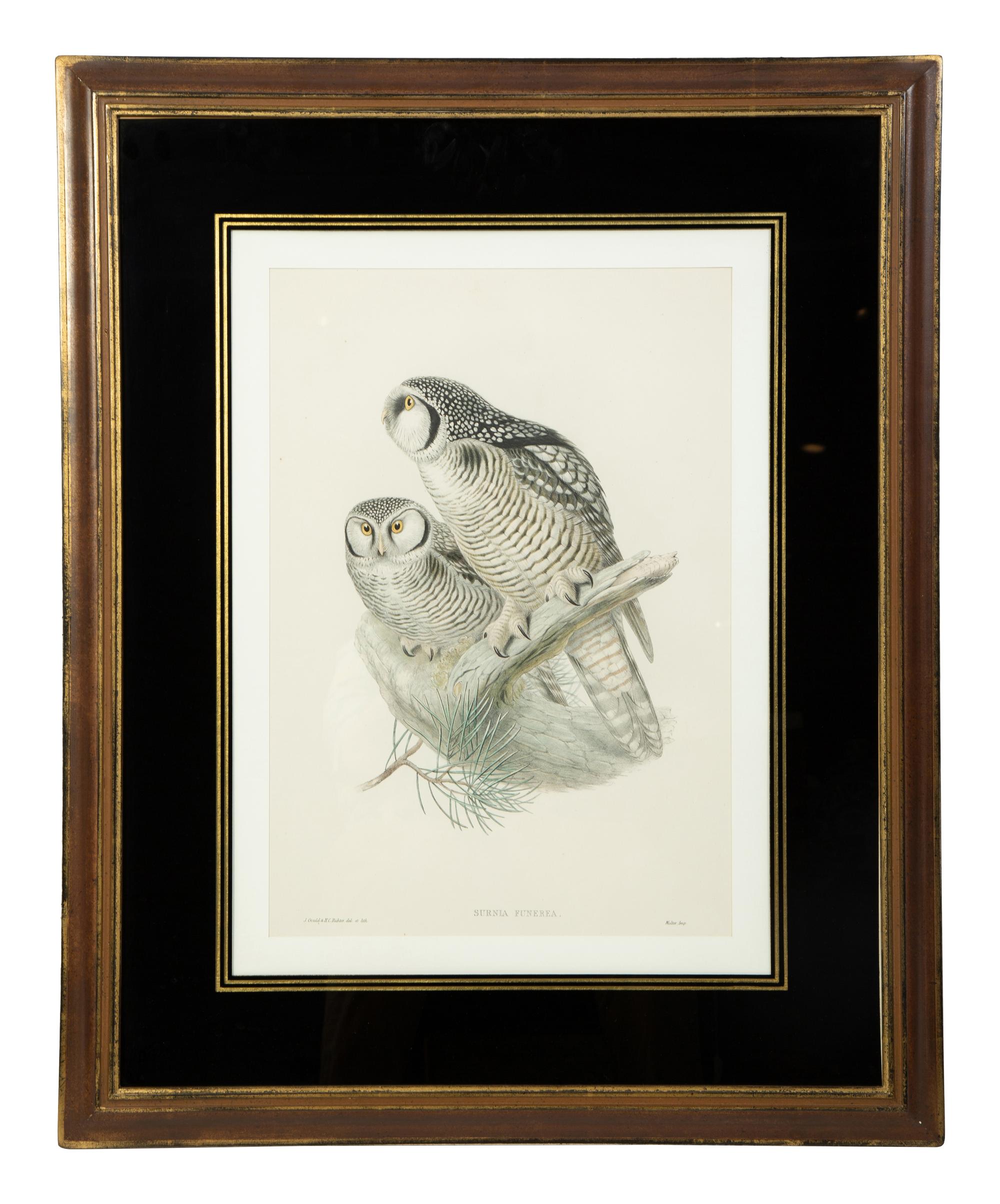 Four Ornithological prints from John Goulds Birds of Great Britain — 19TH CENTURY