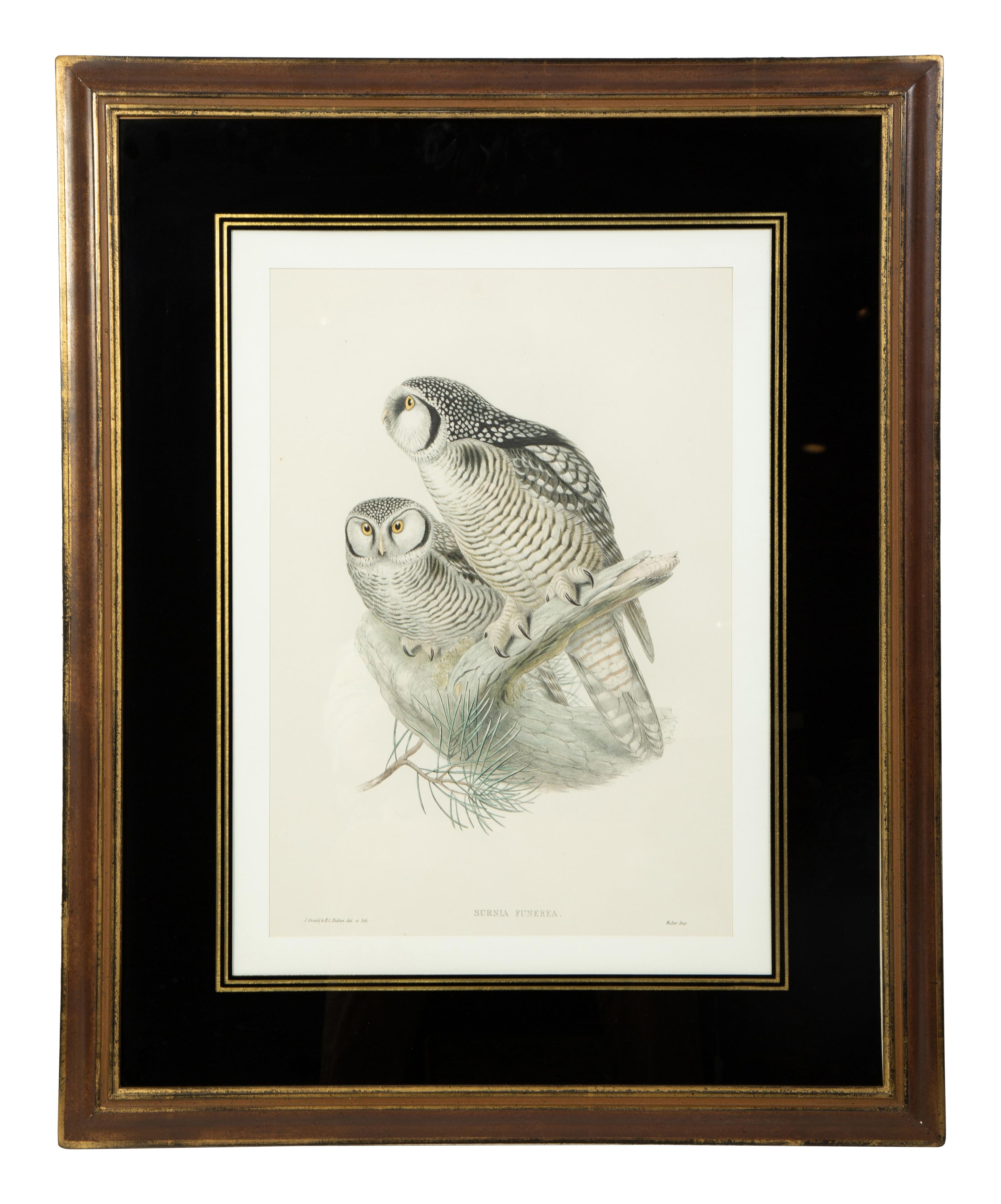 Four Ornithological prints from John Goulds Birds of Great Britain — 19TH CENTURY