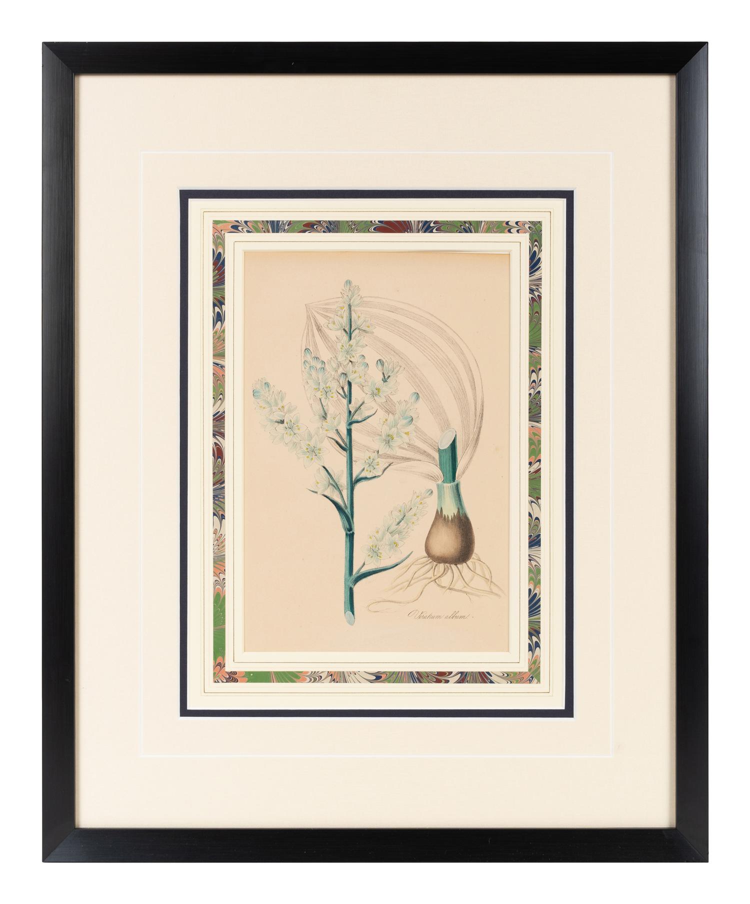 A Collection of Six English Botanical Engravings — 20TH CENTURY