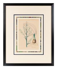 A Collection of Six English Botanical Engravings — 20TH CENTURY