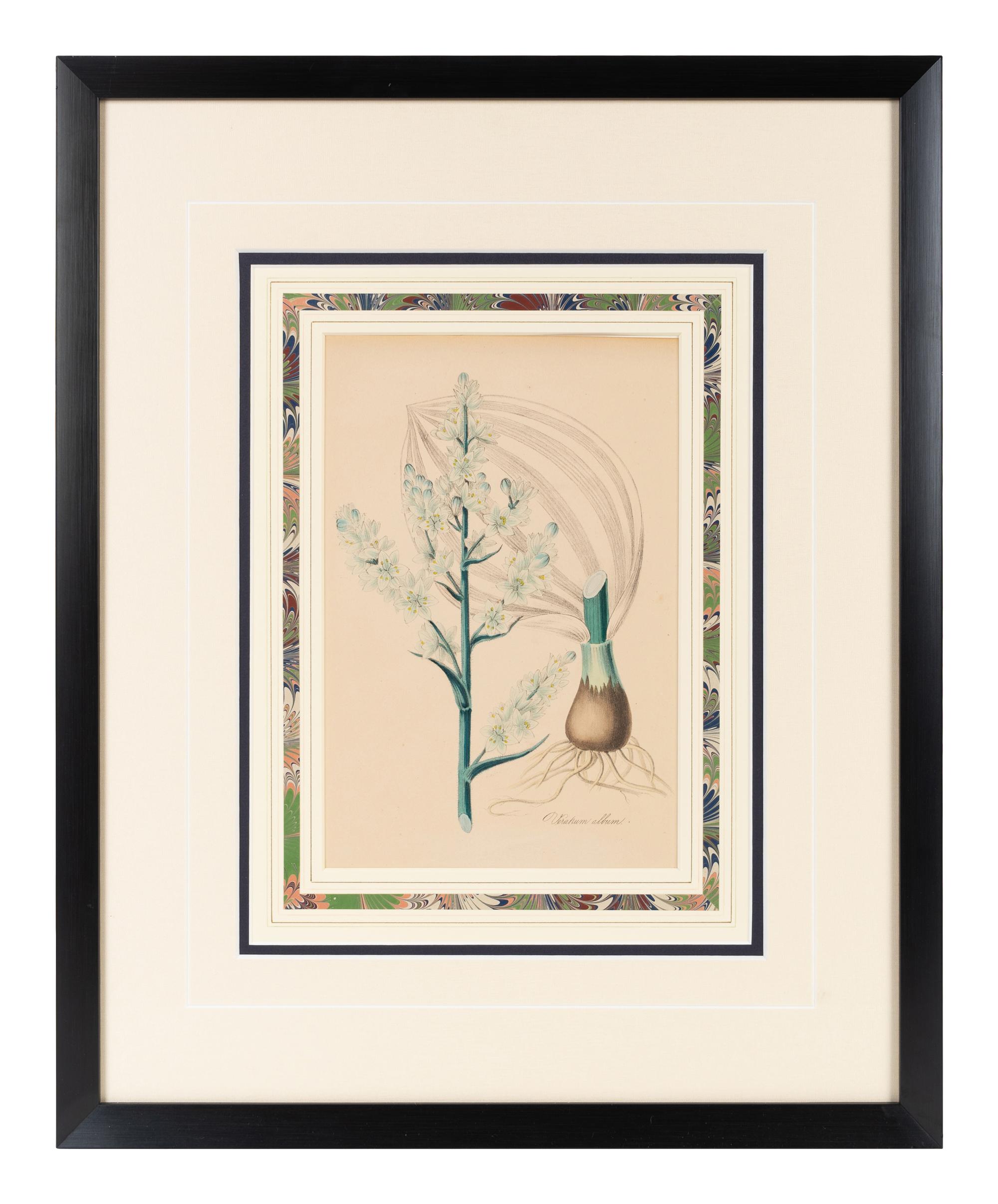 A Collection of Six English Botanical Engravings — 20TH CENTURY