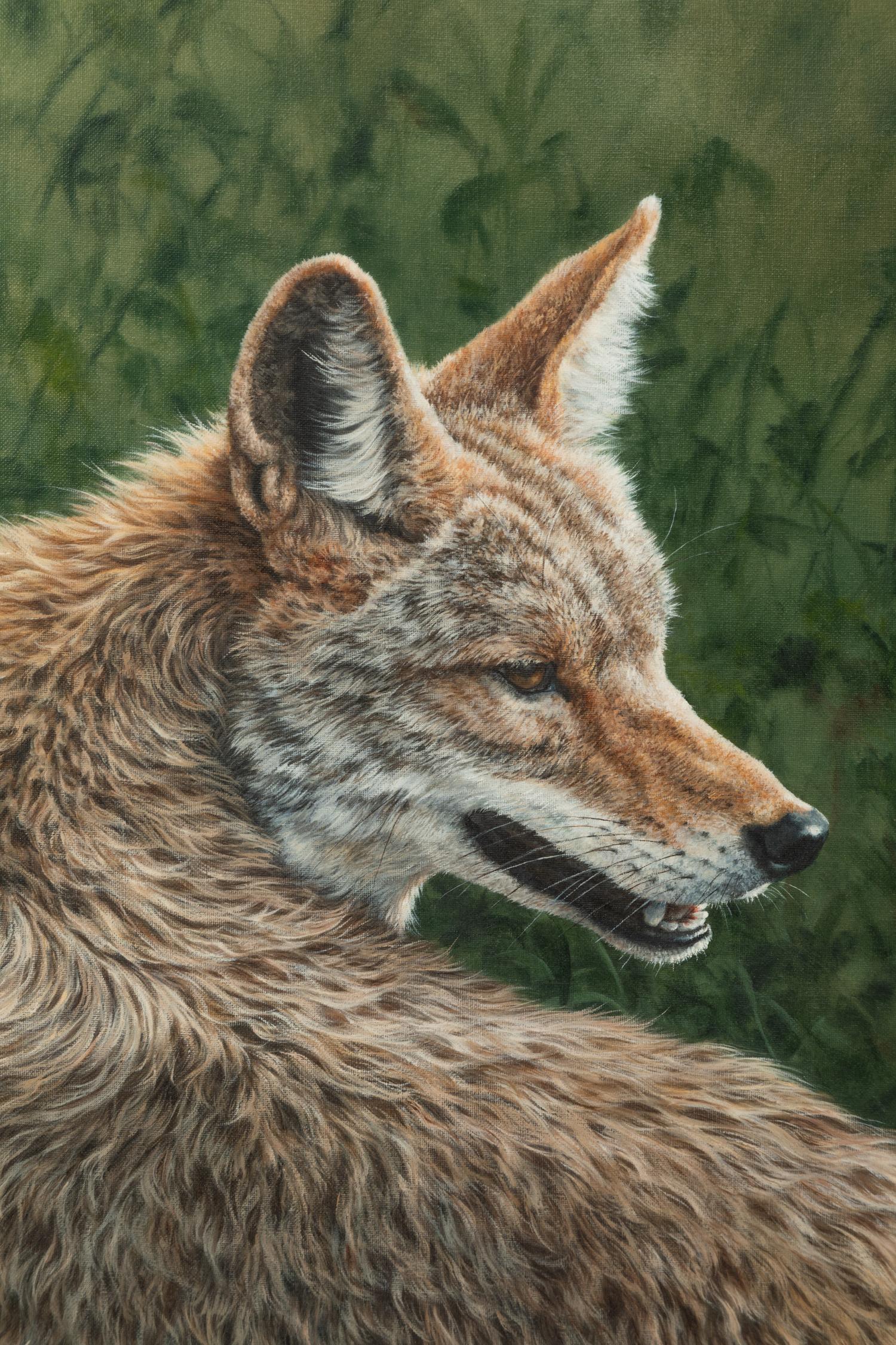 Wiley Coyote , 1995