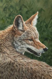 Wiley Coyote , 1995