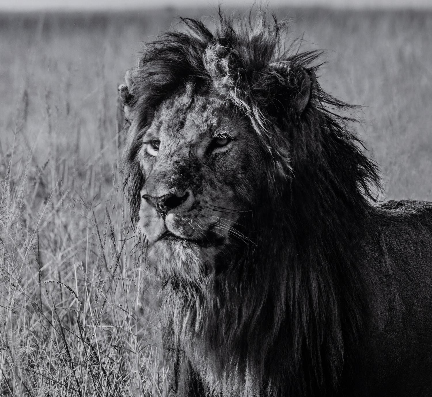 Michel Ghatan (born 1975) The Twins, Masai Mara, Kenya, 2021