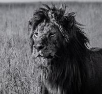 Michel Ghatan (born 1975) The Twins, Masai Mara, Kenya, 2021