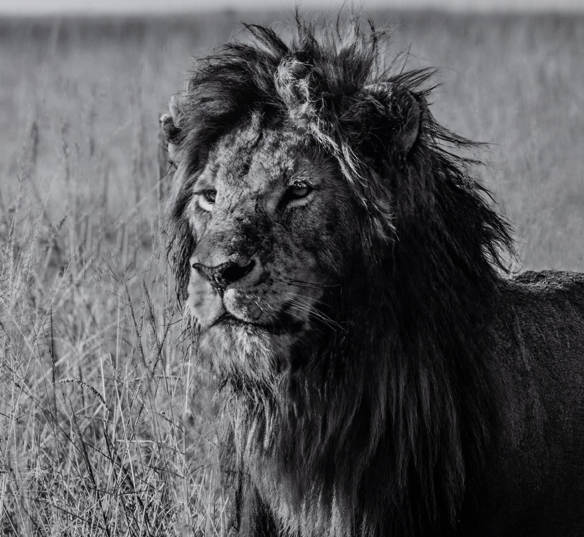 Michel Ghatan (born 1975) The Twins, Masai Mara, Kenya, 2021
