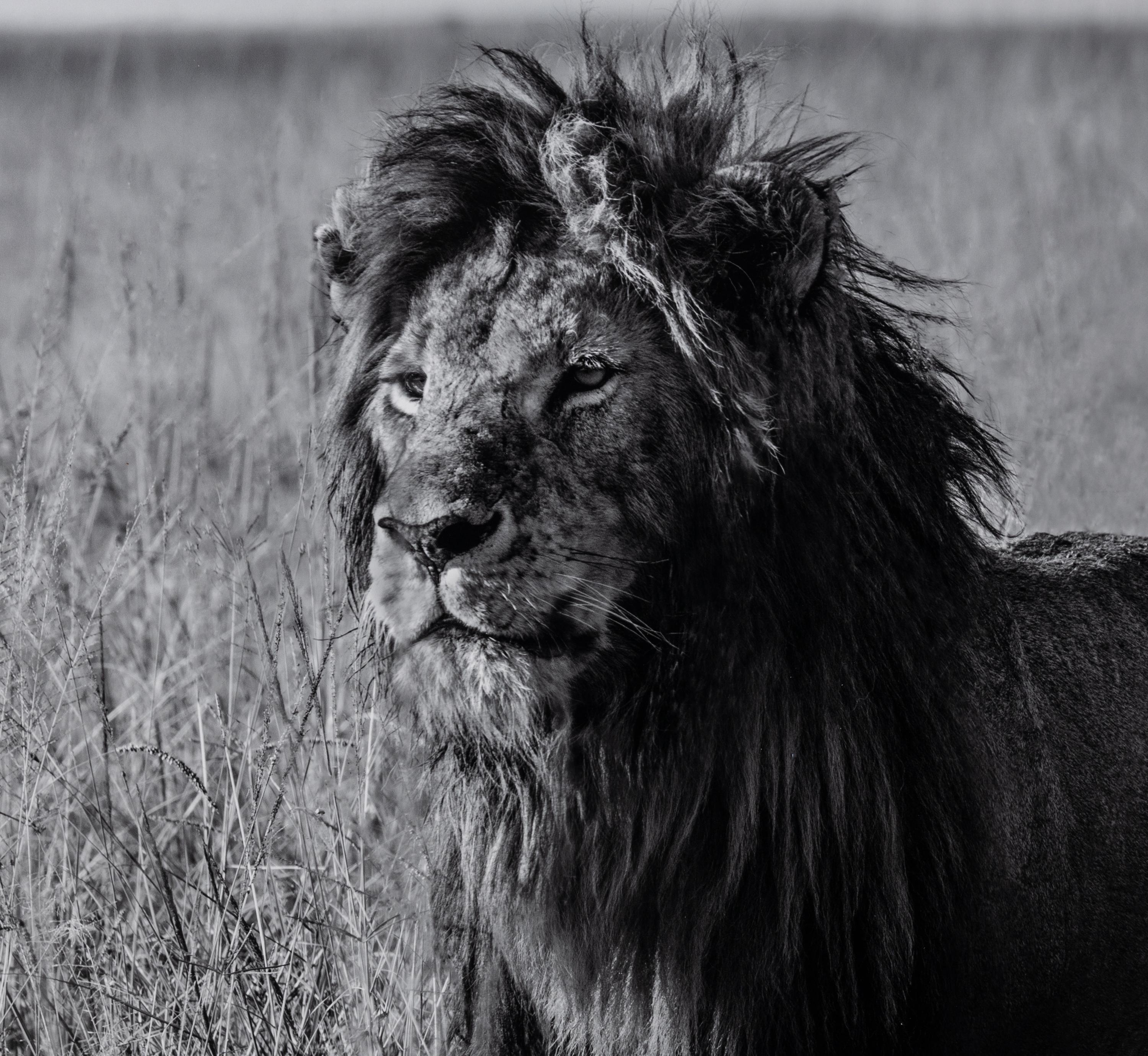 Michel Ghatan (born 1975) The Twins, Masai Mara, Kenya, 2021