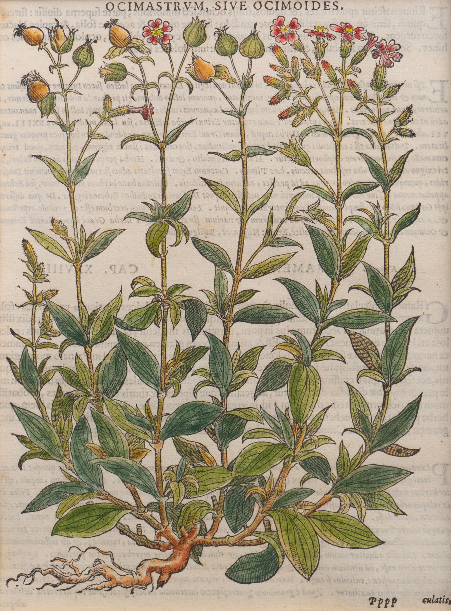 A Group of Eight Hand Colored Engravings Possibly After Matthias de l'Obel — 19TH CENTURY
