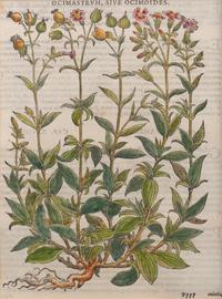 A Group of Eight Hand Colored Engravings Possibly After Matthias de l'Obel — 19TH CENTURY