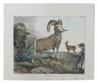 Eight Hand Colored Animal Engravings Height 10 1/2 x width 13 1/4 inches (largest) — LATE 19TH/EARLY 20TH CENTURY