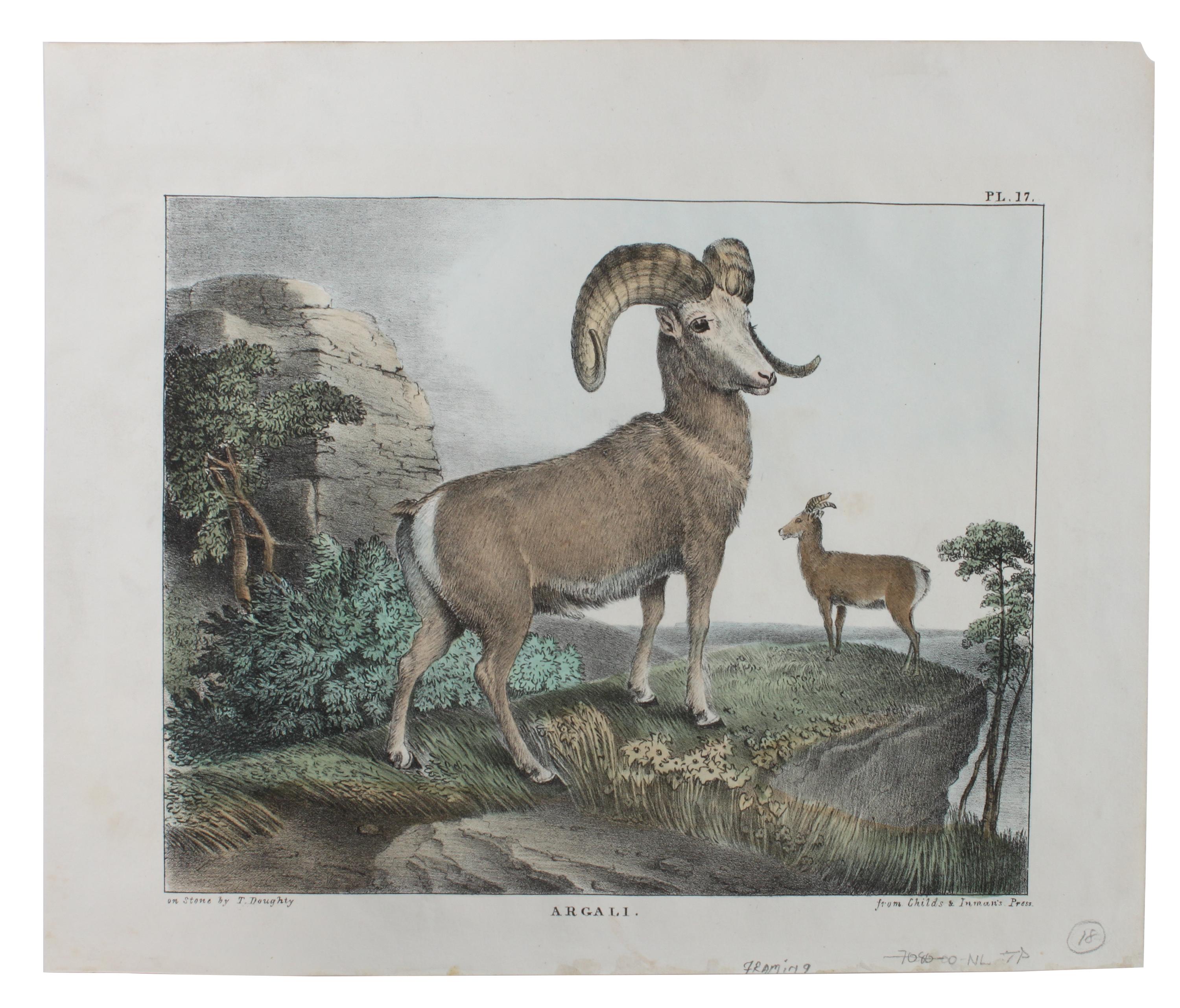 Eight Hand Colored Animal Engravings Height 10 1/2 x width 13 1/4 inches (largest) — LATE 19TH/EARLY 20TH CENTURY