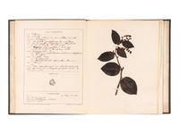 [SPECIMEN ALBUMS]. A group of albums with samples collected in the United States, comprising: