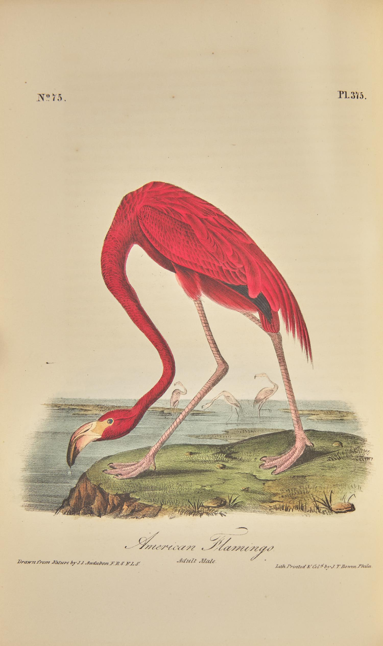 [Natural History] Audubon, John James. The Birds of America, From Drawings Made in the United States and Their Territories