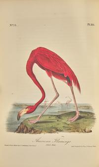 [Natural History] Audubon, John James. The Birds of America, From Drawings Made in the United States and Their Territories