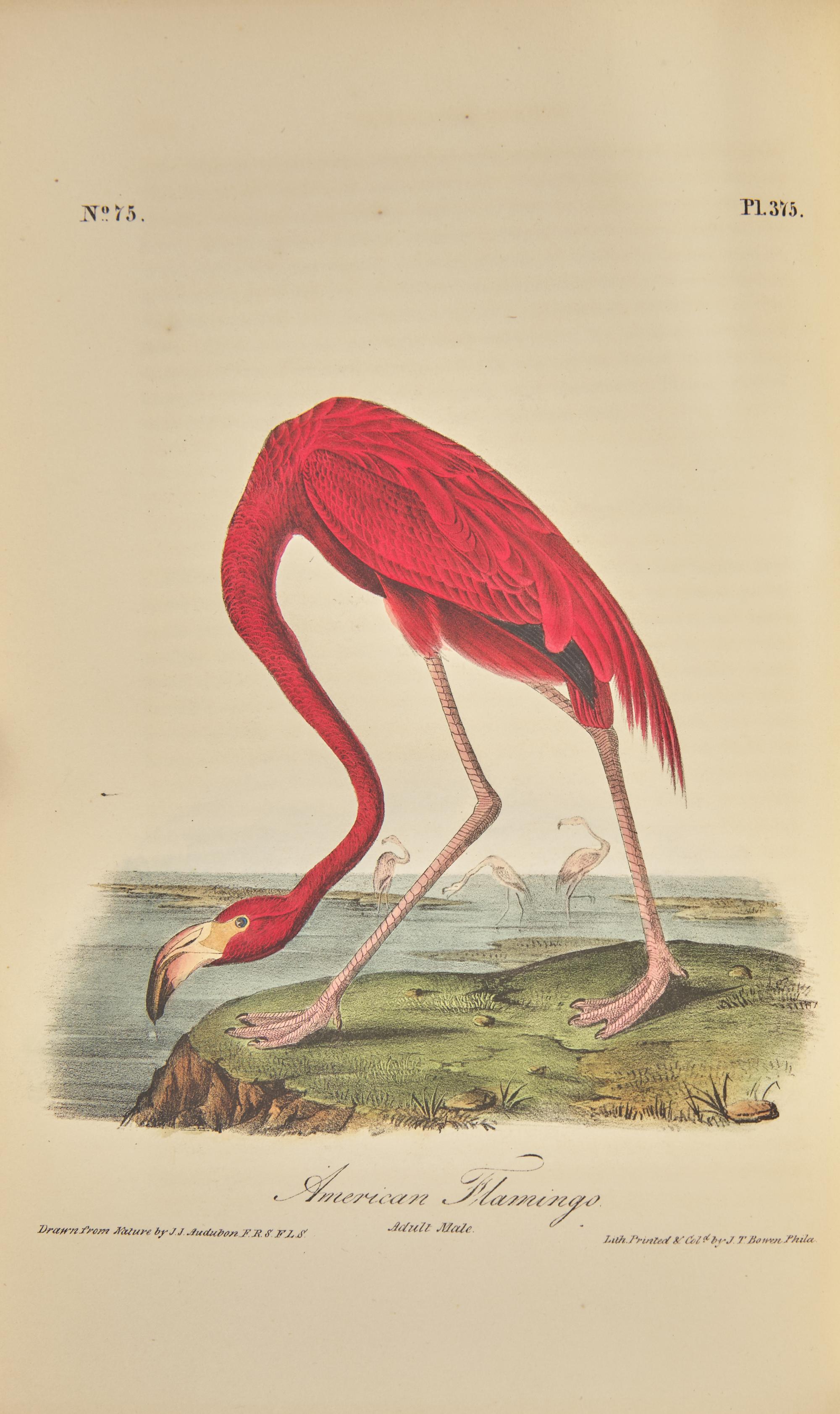[Natural History] Audubon, John James. The Birds of America, From Drawings Made in the United States and Their Territories