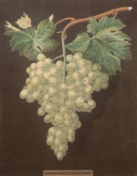 A Pair of English Hand-Colored Aquatint Engravings of Grapes