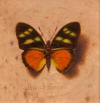 Patrick Farrell, (Wisconsin, 1945-2016), Nymphalidae/Eusemoides, 2004
