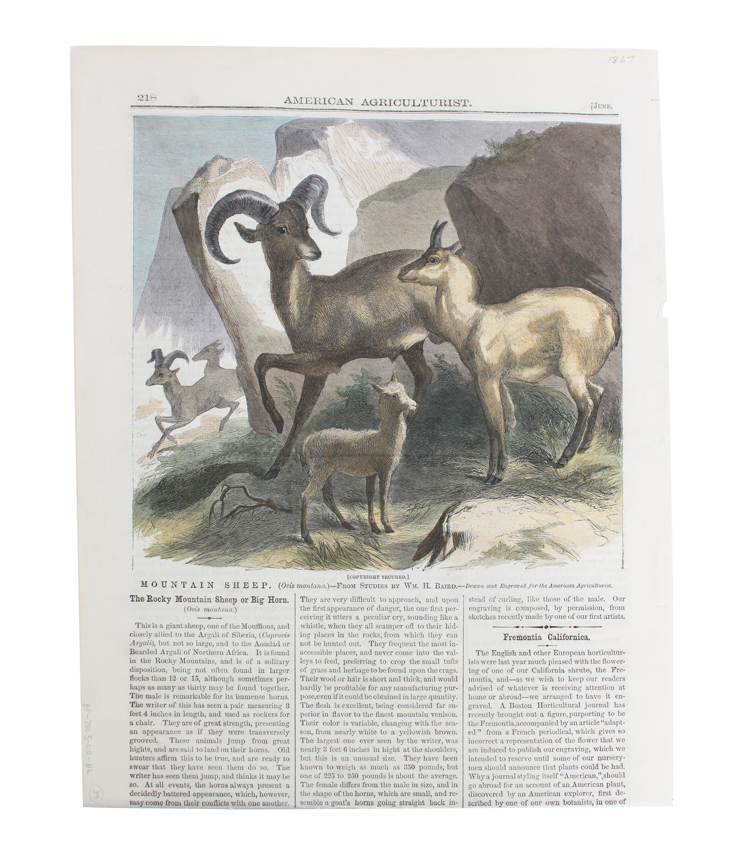 Eight Hand Colored Animal Prints Height 7 1/2 x width 10 3/4 inches (largest) — LATE 19TH/EARLY 20TH CENTURY