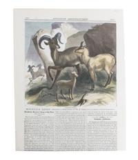 Eight Hand Colored Animal Prints Height 7 1/2 x width 10 3/4 inches (largest) — LATE 19TH/EARLY 20TH CENTURY