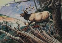 Elk in a Landscape , together with pencil study