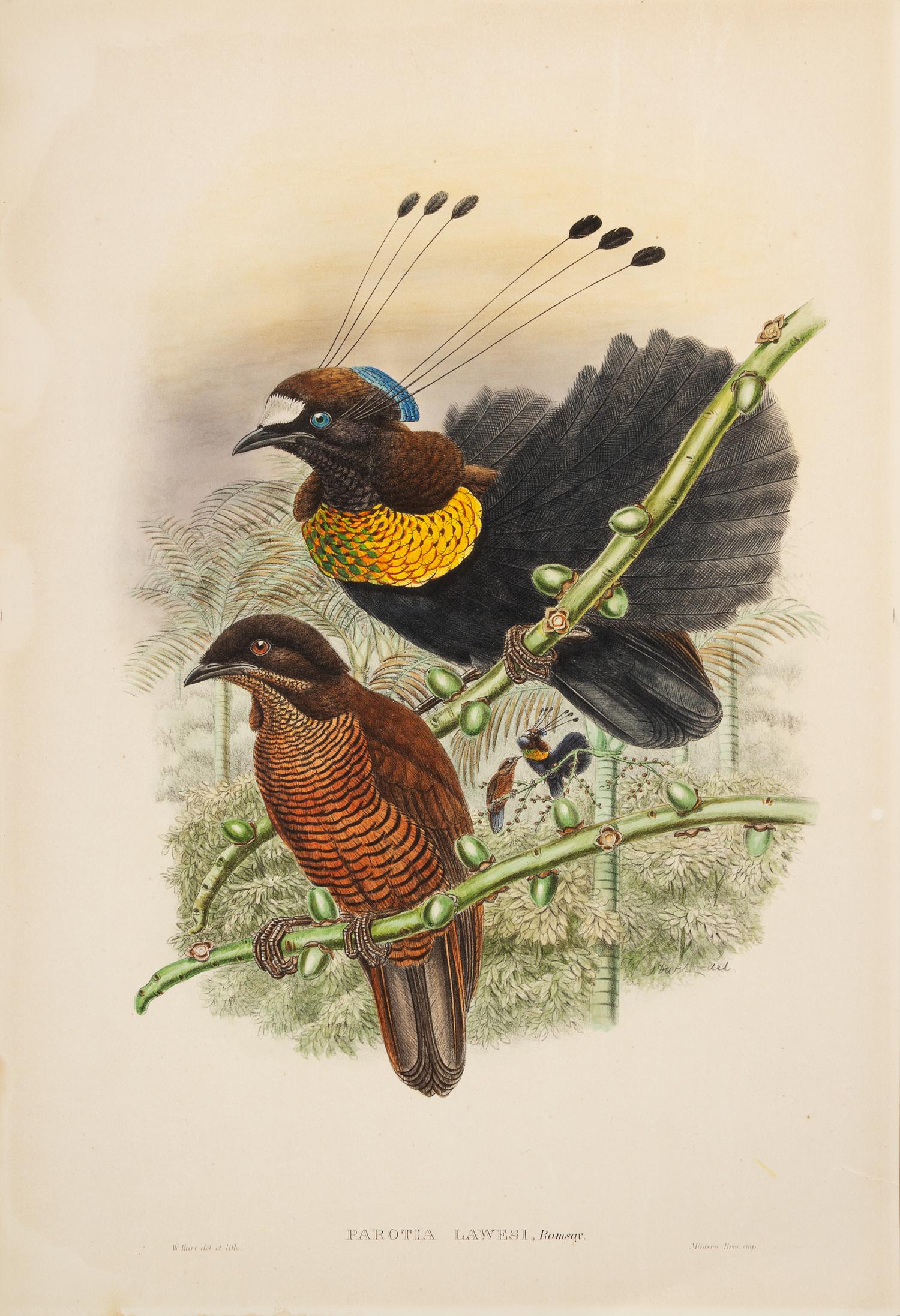 [NATURAL HISTORY]. GOULD, John W.