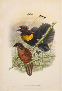 [NATURAL HISTORY]. GOULD, John W.