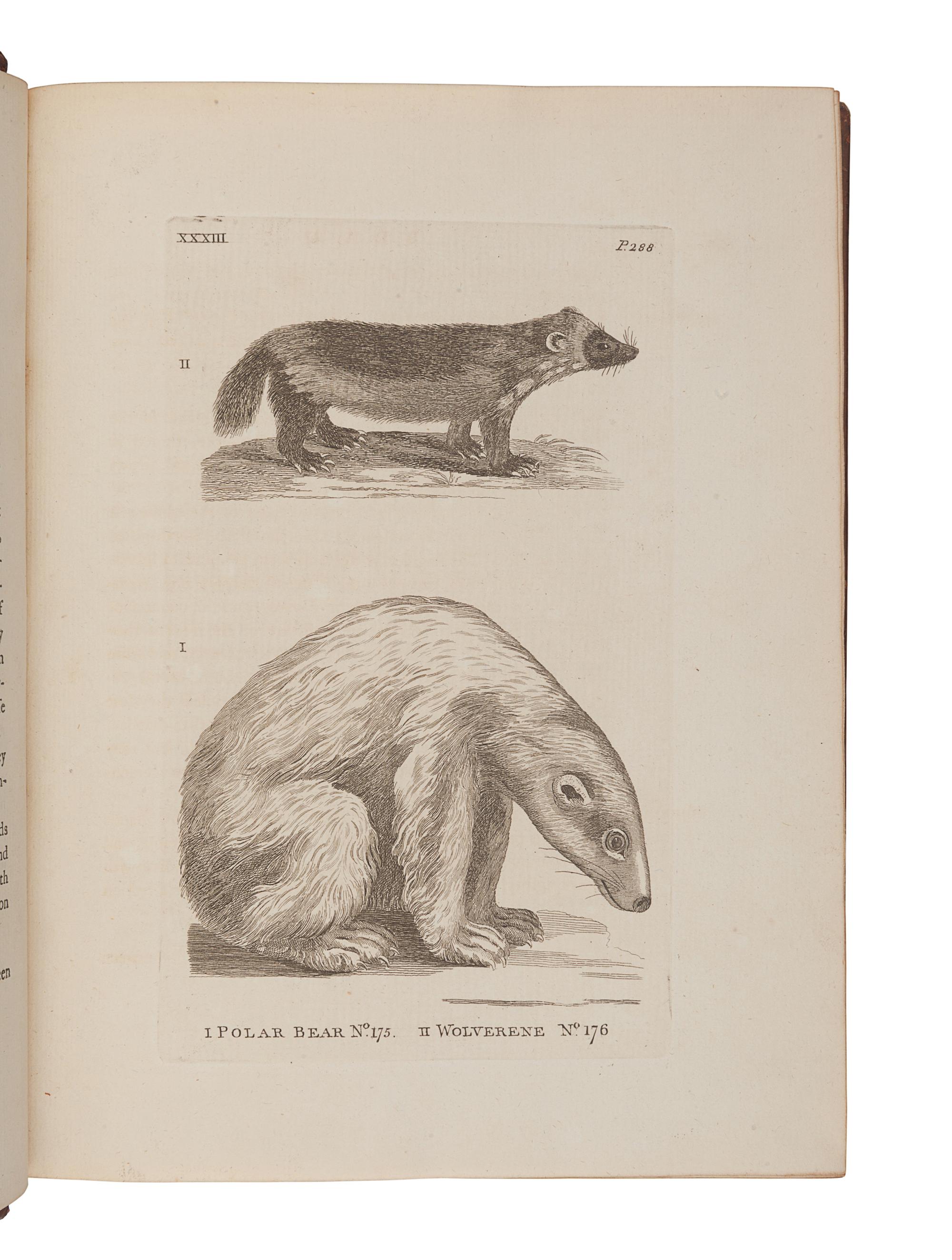 PENNANT, Thomas (1726-1798). History of Quadrupeds . London: B. White, 1781.
