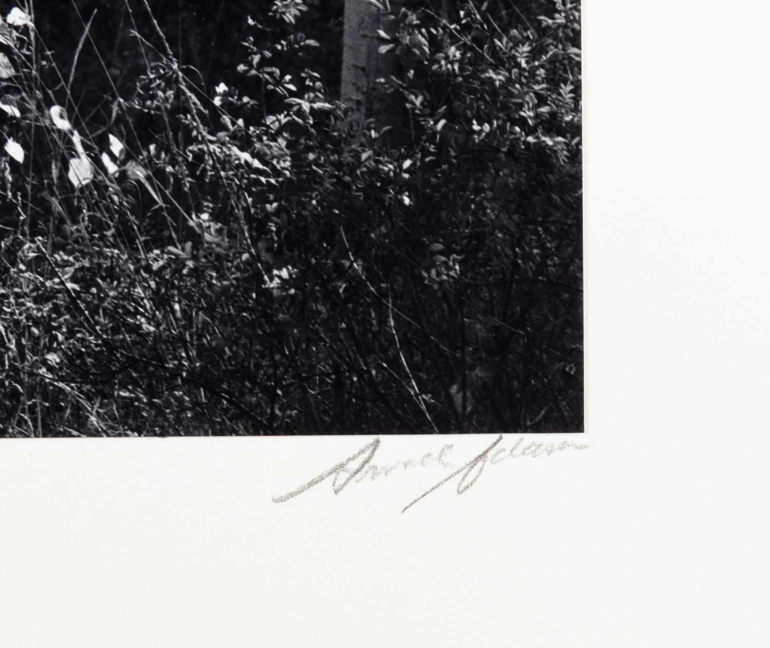 Ansel Adams (1902-1984) Aspens, Northern New Mexico, 1958