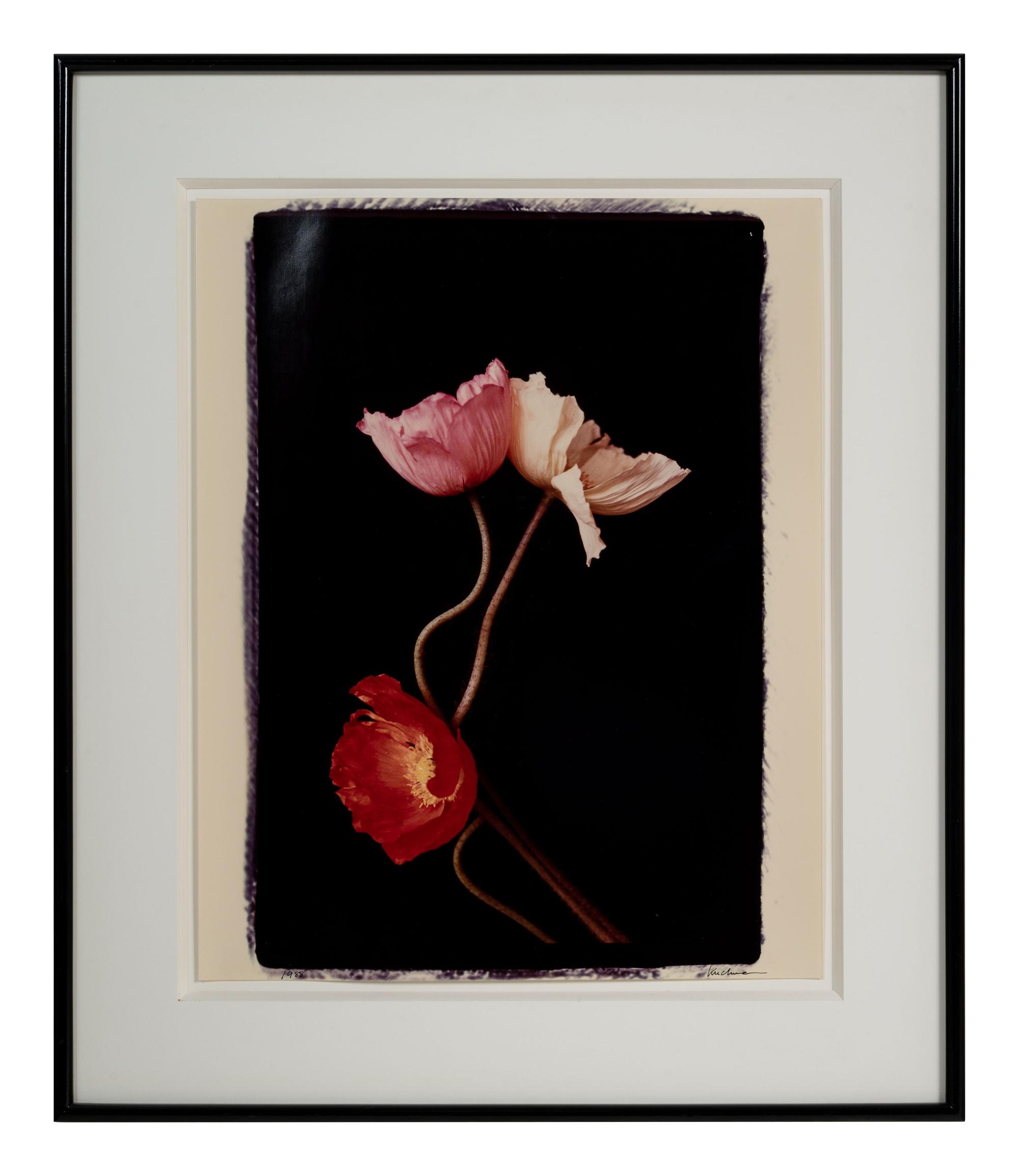 Three Poppies One and Spectrum of Five Poppies One (Pair of Works)