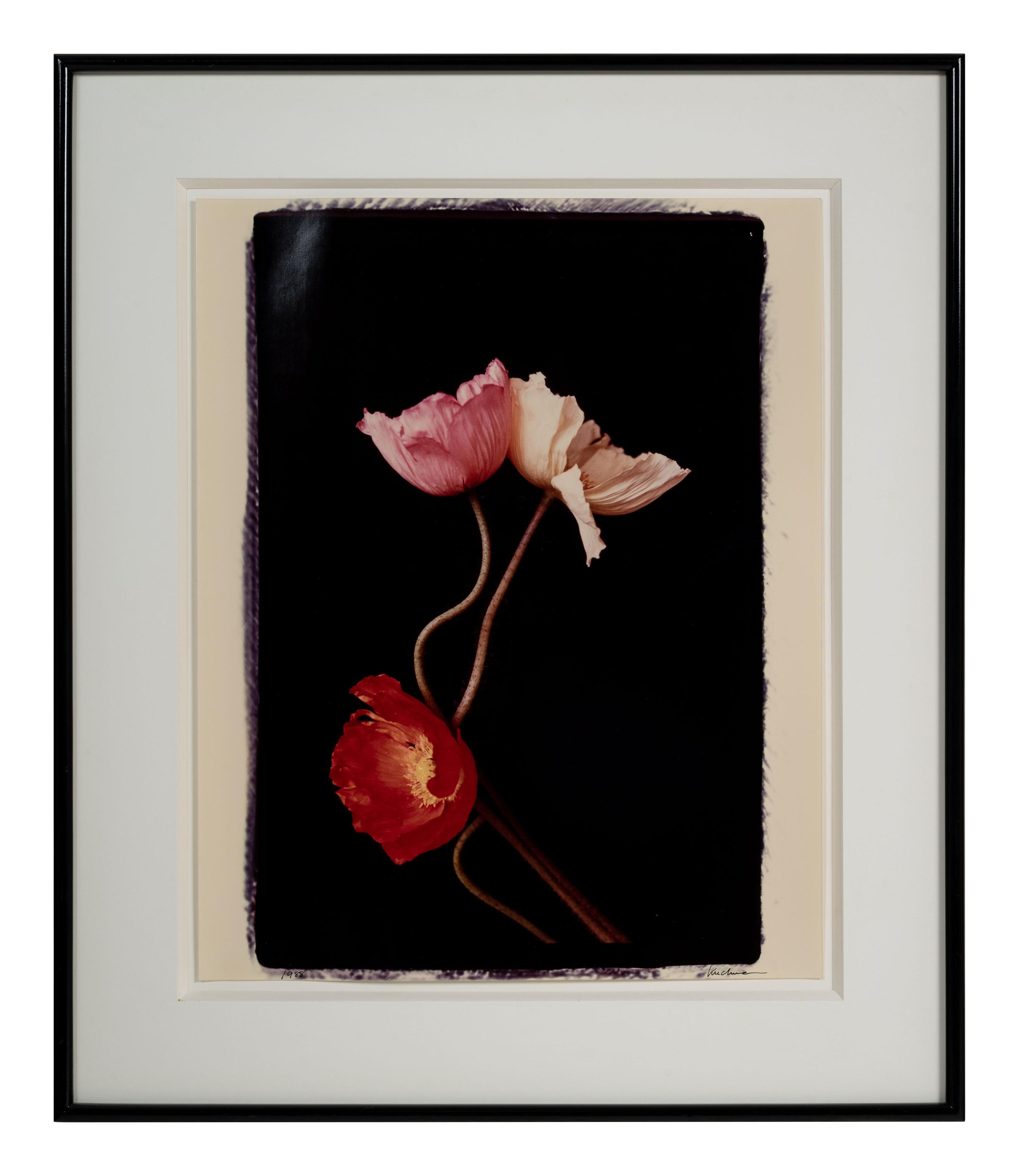 Three Poppies One and Spectrum of Five Poppies One (Pair of Works)