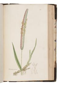 [Natural History] Sowerby, James and James Edward Smith. English Botany