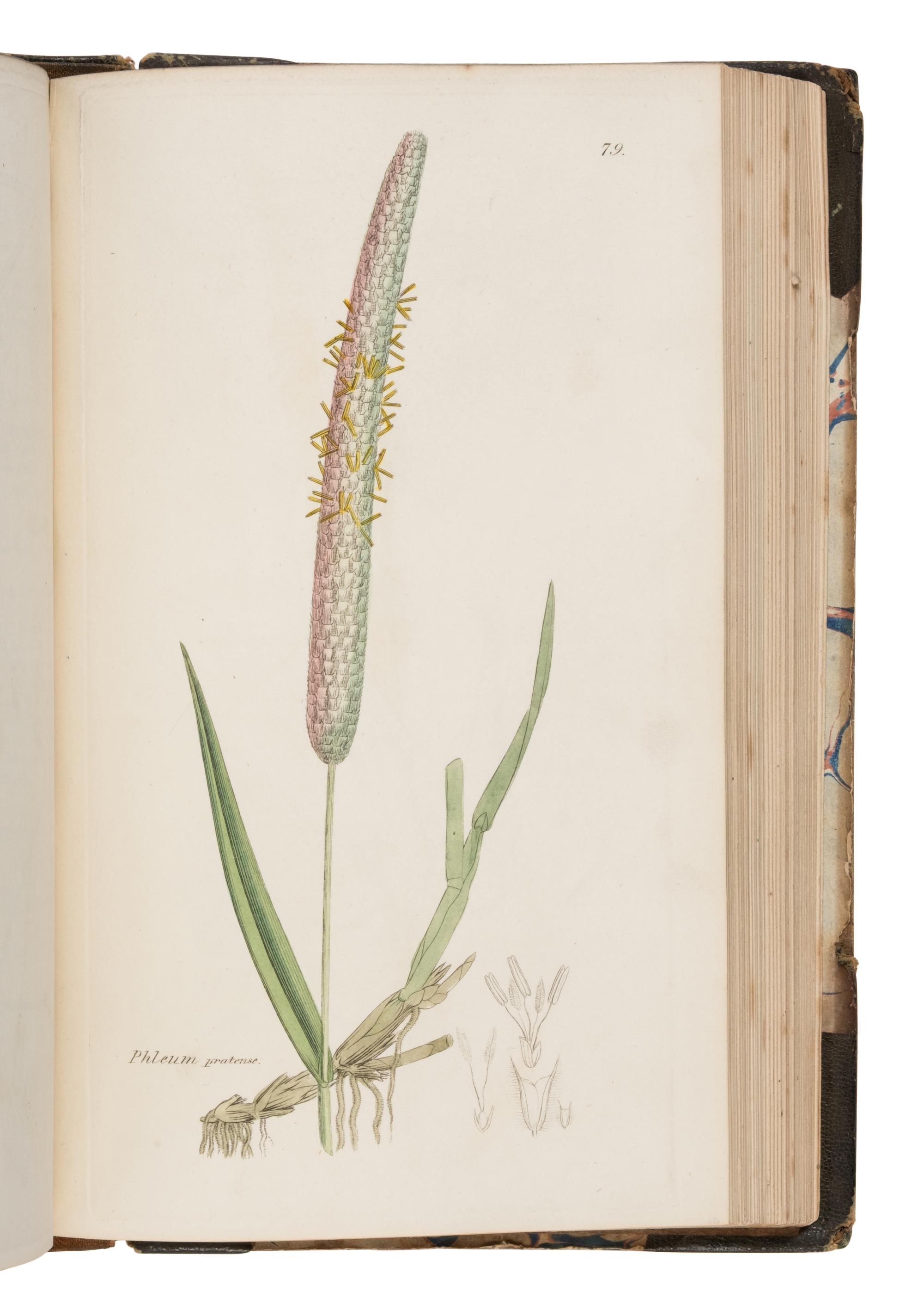 [Natural History] Sowerby, James and James Edward Smith. English Botany