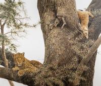 Leopard and Thomson Gazelle Kill