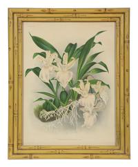 A Set of Twelve Framed Botanical Lithographs